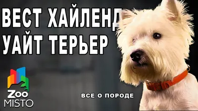 Косметика Bio-Groom для собак породы Вест-хайленд-уайт-терьер