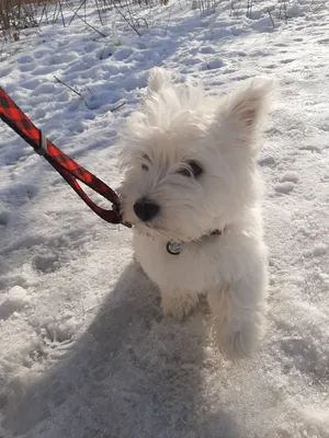 рокси #roxy #westhighlandwhiteterrier #westie #вестик #вестхайлендтерьер  #вестхайлендвайттерьер #вестхайлендуайттерьер #собака #щенок #сч… in 2023 |  Puppies, Westies, Dogs