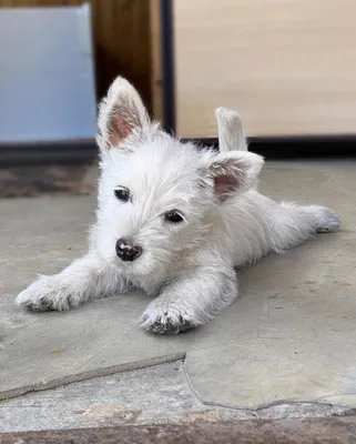 Щенки Вест хайленд вайт терьера .Питомник Dog Style. Доставка