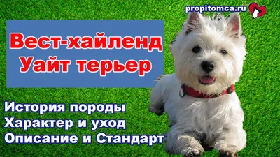 Вест хайленд вайт терьер: истории из жизни, советы, новости, юмор и  картинки — Все посты, страница 2 | Пикабу