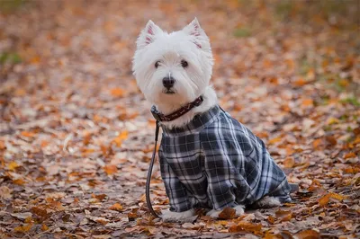 Найдена собака: Вест хайленд вайт терьер, МКАД, 84 км, Москва | Pet911.ru