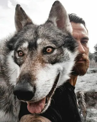 Чехословацкая волчья собака (Сzechoslovakian wolfdog) - это бесстрашная,  активная и смелая порода собак. Фото, описание и отзывы.