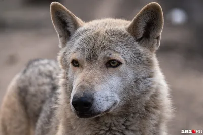 картинки : Собака, как млекопитающее, Чехословацкий волк, порода собаки,  Saarloos wolfdog, волк Собака, Куньминский волк, Тамасканская собака, Волк,  Морда, Американская индейская собака, Собака породы группа, Северная  инуитовая собака, utonagan ...