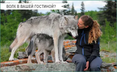 Черная собака волк породила пастуха в одиночестве в день Стоковое Фото -  изображение насчитывающей природа, головка: 158807156