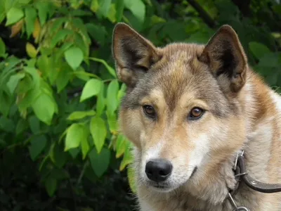 Пропала собака-волк на ул. Красных Партизан, 307, Краснодар | Pet911.ru