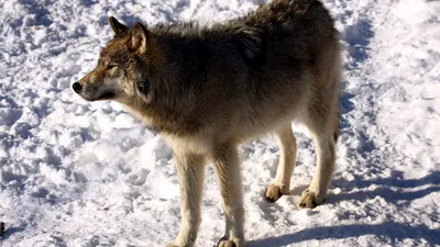 Волк\" в Нур-Султане: напугавший астанчан зверь оказался собакой -  24.01.2020, Sputnik Казахстан