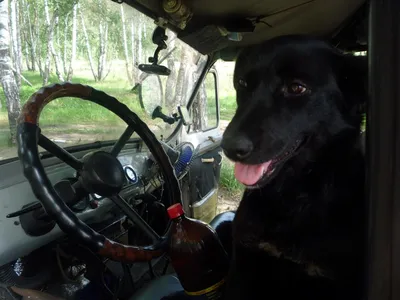 Здесь и сейчас! Пёс на мопеде приехал к банкомату (Чианграй, север  Таиланда, фото- и видео-пруф))