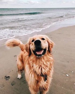 Золотистый ретривер: описание 🐕 породы, характер, фото - Гульдог