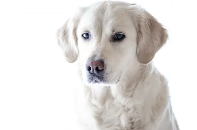 Золотистый ретривер: описание 🐕 породы, характер, фото - Гульдог