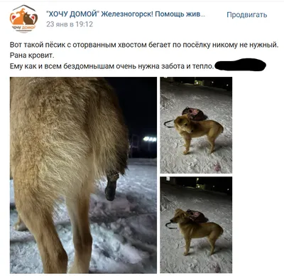 Найдена собака без хвоста в Никольском, ищет хозяев. | Pet911.ru