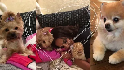 Бузова как же я скучала 😢мои самые лучшие собаки в мире🐶🐶 - YouTube