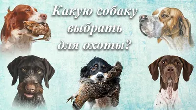 Классификация пород собак — Википедия