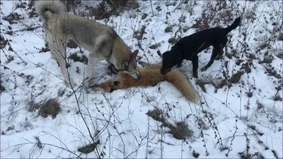 🐕 Охота на зайца с собаками: гончими, борзыми, лайками, спаниелем - GetHunt