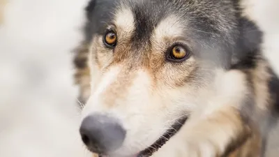 Охранные породы собак: 🐕 лучшие собаки для охраны дома