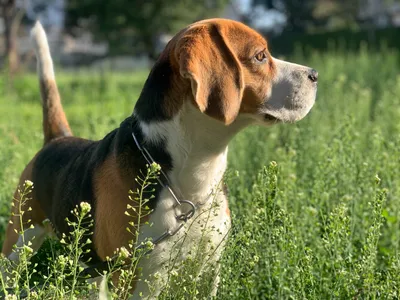 Охранные породы собак: 🐕 лучшие собаки для охраны дома