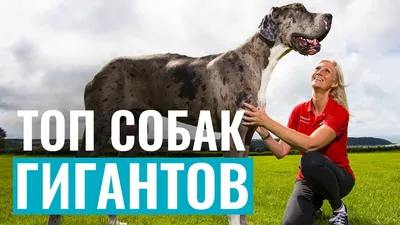 Собаки-гиганты! ТОП-5 САМЫХ БОЛЬШИХ СОБАК в мире! - YouTube