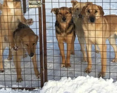 Взять собаку из приюта: где и когда в Перми проходят выставки-раздачи собак  - 12 мая 2022 - 59.ru