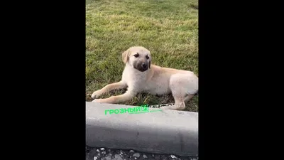 Найдена собака в Южном Бутово, ул. Кадырова | Pet911.ru