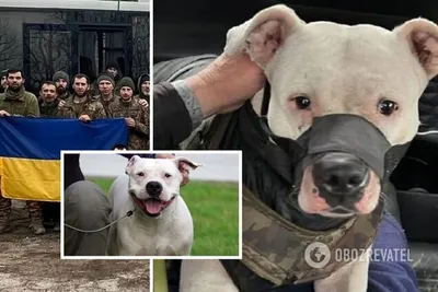 Пса с \"Азовстали\" переименовали из Адольфа в Адидаса и решили подарить  Кадырову