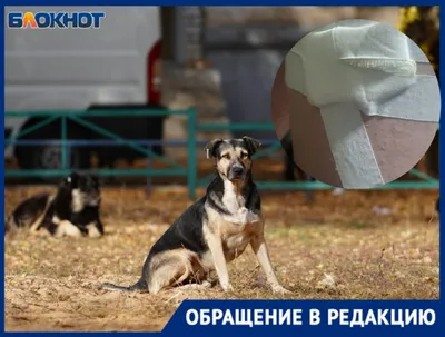 Обмен пленными 31 декабря – из плена вернули собаку защитницы Азовстали -  фото