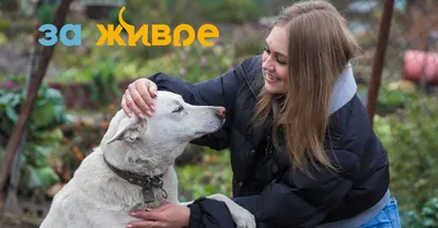 Кадыров вернул украинской военной привезенного из Мариуполя в Чечню пса:  Происшествия: Россия: Lenta.ru