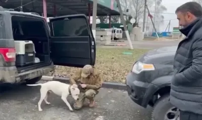 Бродячая собака прокусила школьнику бедро под Волгоградом