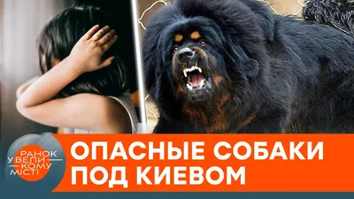 Евгения Истомина: «В собаки берут только самых великодушных и терпеливых» -  Новости Новокузнецка. Кемеровская область, Кузбасс.