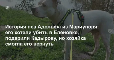 Оккупанты украли собаку защитницы Азовстали и подарили Кадырову - война в  Украине