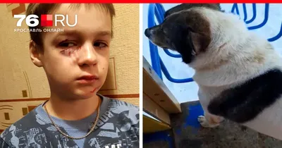 Кинолог рассказал, чем жвачка опасна для собак