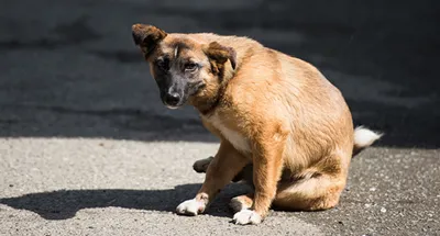 Пропала собака по адресу мост Кадырова, Кличка Симба | Pet911.ru