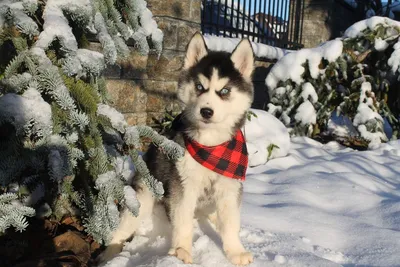 хаски (husky, сибирская хаски, сибирский хаски, ) :: живность :: собака  (собакен, собакены, собаки, щенки, щенок, собака, пёсель, пёс, пёсики ) /  смешные картинки и другие приколы: комиксы, гиф анимация, видео, лучший  интеллектуальный юмор.