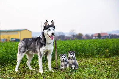 Сибирский хаски — описание породы собаки от А до Я