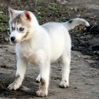 https://karmypet.ru/breeder_about_the_husky