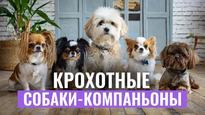 Лучшие собаки-компаньоны это те, которых можно взять с собой в Декабрист  🐶💚 | Instagram