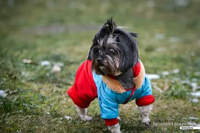 Гаванский бишон (Canis lupus familiaris 'Havanese') - Rock Identifier