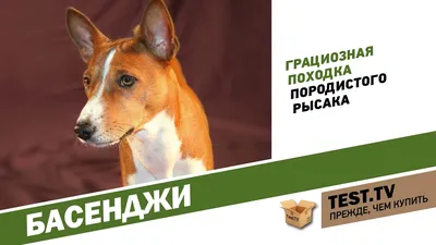 Собака, которая не умеет лаять. Все о Басенджи.