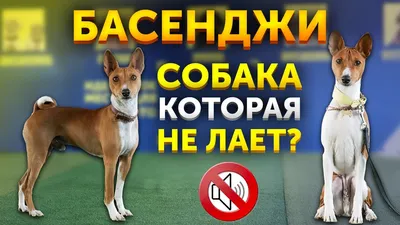 Породы собак, которые не линяют и не имеют запаха – какую завести в  квартире - Телеграф