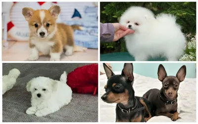 Большие-пребольшие собаки, которые думают, что они маленькие - 40 фото |  Dogs hugging, Komondor dog, Huge dogs