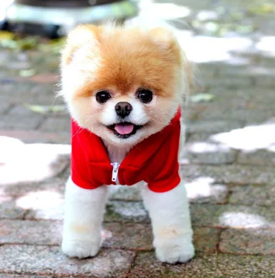 До какого возраста растут Maltipoo?