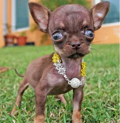 До какого размера растут Maltipoo?