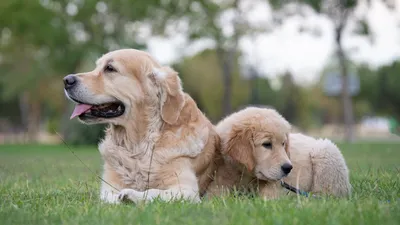 Первый год жизни собаки: что важно знать каждому владельцу - Pets