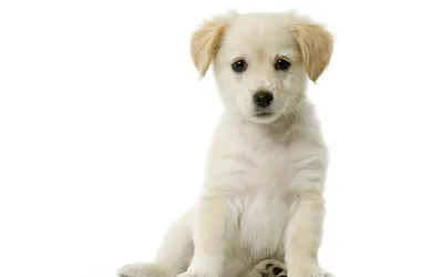 Топ-15 самых больших собак с фото и описанием – ProPlan.ru