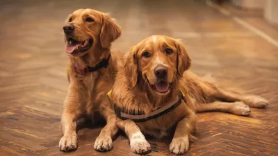 Топ-15 самых больших собак с фото и описанием – ProPlan.ru