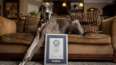 Пропала собака Тайра, Мира 13 | Pet911.ru