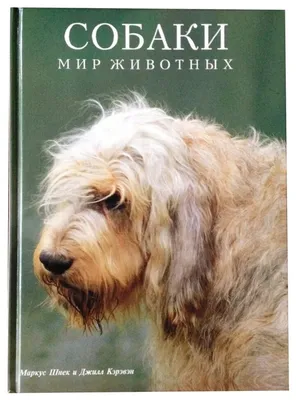 Самая высокая в мире собака умерла. Трехлетний дог был огромным и милым |  РБК Life