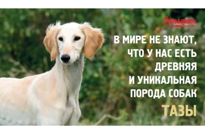 Большая энциклопедия. Собаки — купить в Эстонии | Доставка по Европе