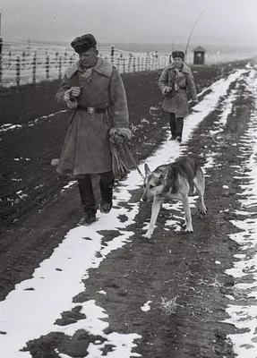 Зооправо - На историческом московском Параде Победы 24 июля 1945 года были  представлены все фронты Великой Отечественной войны, все рода войск. Вслед  за полками шли собаки со своими проводниками. На том параде