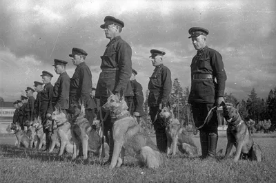 Фотографии собак на войне, которые тронут каждого | Собачий вестник | Дзен