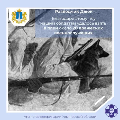 Собаки на войне - украинские собаки-пограничники получили бронежилеты -  фото - ZN.ua