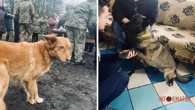 Собаки на войне - фото пса разведчика Зорро показали в ГУР МОУ